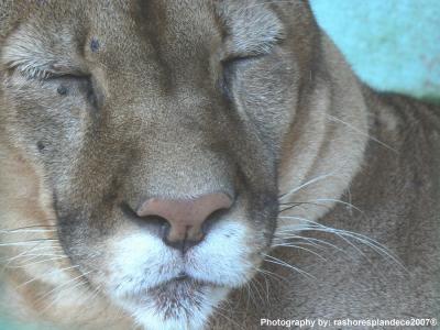 Puma - Zoologico de Corrientes Capital